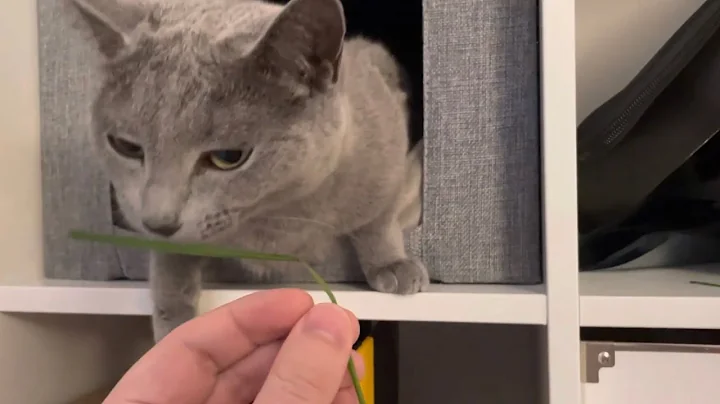 Video 1282071: russian blue cat, blue cat eating