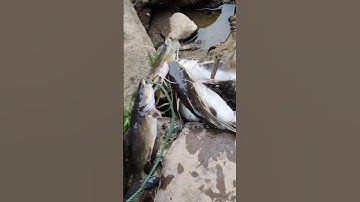 panen ikan baung paman #mancing #fishing #mancingceria