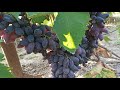 Виноград 2020 (вересень) Сорт Байконур і його супер стійкість до розтріскування ягід після дощів