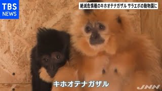 絶滅危惧種「キホオテナガザル」サラエボの動物園に