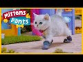 Cute kitten cuteness overload   mittens  pants