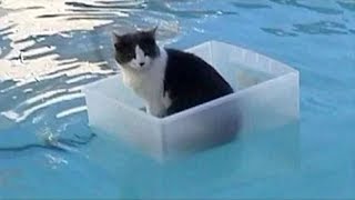 Cats Playing in Water Compilation by NoCAT NoLiFE 291,189 views 5 years ago 10 minutes, 27 seconds