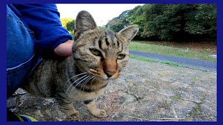 一旦は逃げたけどやっぱりモフられにきた野良猫