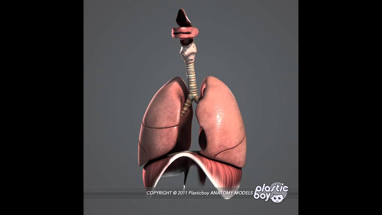 Respiratory System 3D Model Pack (Fully Textured) - www.plasticboy.co