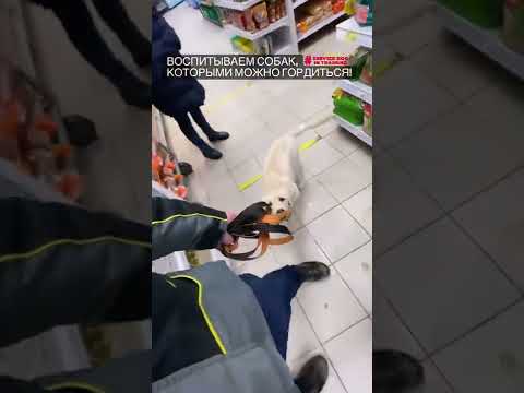 Лабрадор. Собака–компаньон