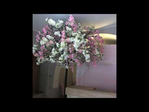 Video: Aichrizon (47 Fotografií): Péče O Květinový „strom Lásky A štěstí“doma, Reprodukce Pokojové Rostliny Se Srdčitými Listy