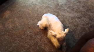 Simba the Mini Schnauzer First Clicker Training