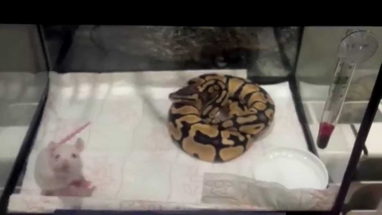 Ball pastell python baby eats a rat - YouTube