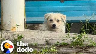 Rescuer Spends A Week Earning Abandoned Dog's Trust | The Dodo