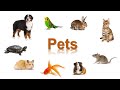 Домашние животные по-английски [Pets - English Vocabulary Flashcards]