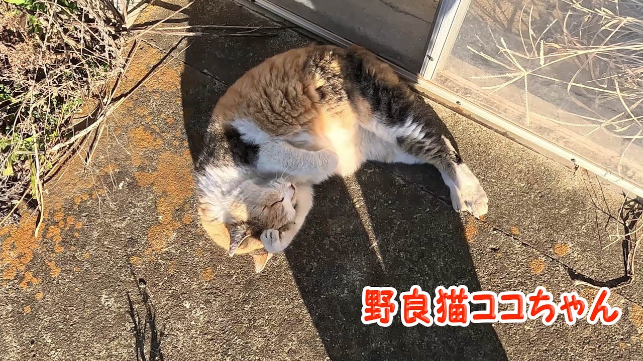 野良猫ココちゃん24124 #三毛猫 #野良猫ちゃん - YouTube