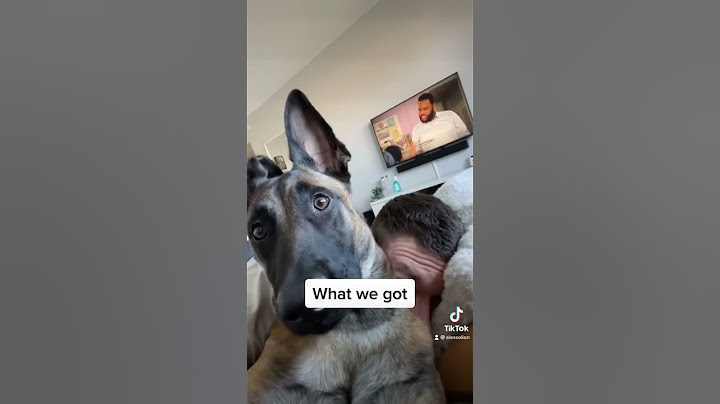 When you get a Belgian Malinois and expect this… #belgianmalinois #malinois #dog #puppy #shorts
