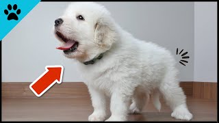Your Dog Wants To Tell You Something - DON'T IGNORE IT! 😱 by Dogtube 166 views 10 months ago 1 minute, 44 seconds