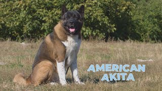 American Akita Dog Breed Information, Facts and Characteristics [4k Video]