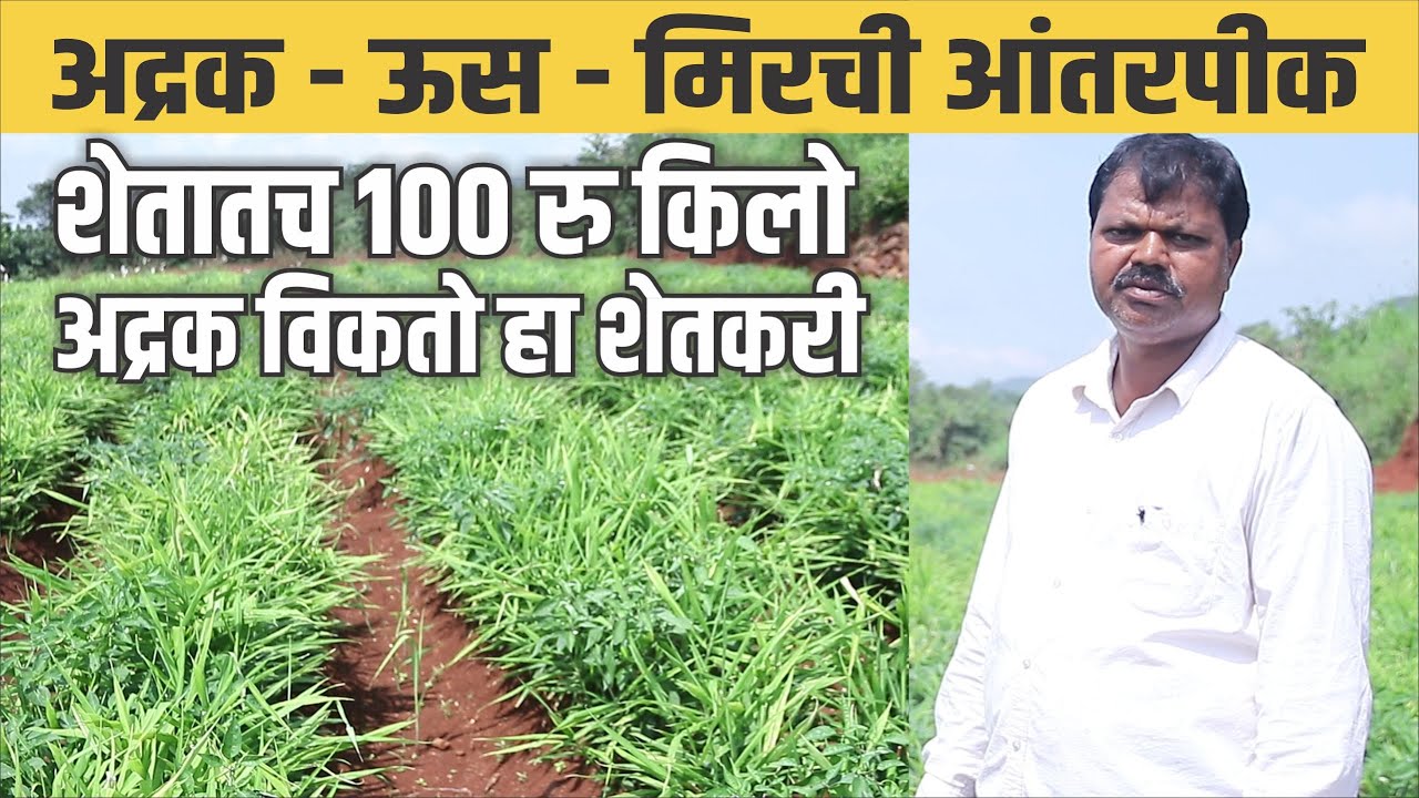 अद्रक, ऊस,  मिरची आंतरपीक | मिश्रपीक | १०० रु किलो अद्रक | Ginger Intercropping