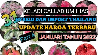CEK HARGA TERBARU KELADI CALLADIUM HIAS HYBRID DAN IMPORT THAILAND|HARGA KELADI HIAS JANUARI 2022