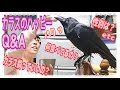 カラスのハッピー質問Ｑ＆Ａ カラス飼っていいのか？どうして飼ってるのか？など