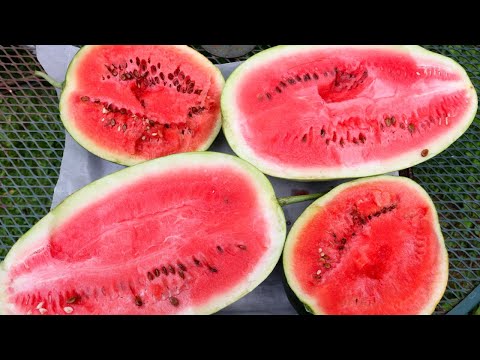 Ali Baba Container Watermelon Harvest! Blacktail Mountain-How To Harvest A Ripe Watermelon