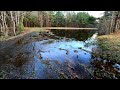 Beaver Dams Cause Flooding!!