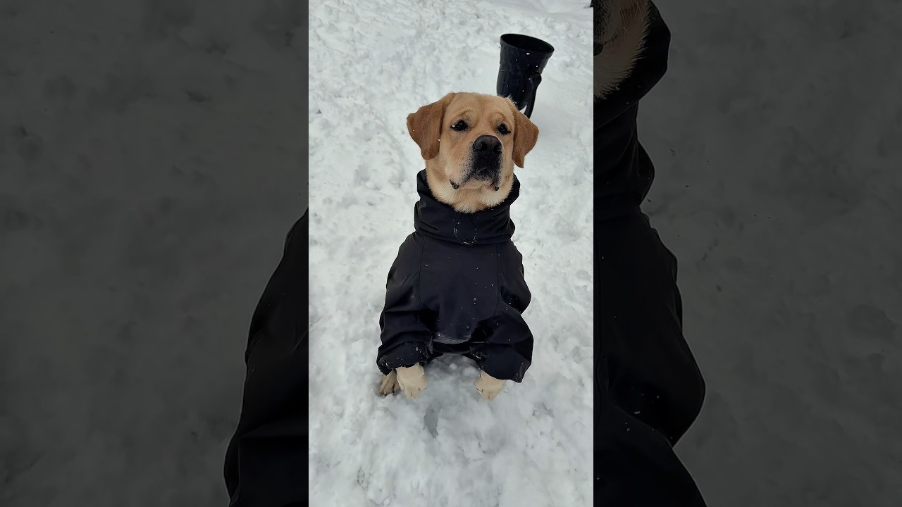 Утепляю собаку на зиму ❄️☃️🐾