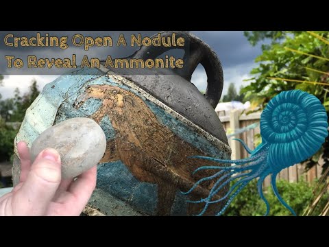 Cracking Open A Nodule To Reveal An Ammonite