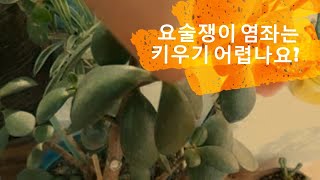 다육이 염좌  삽목, 적심, 잎꽂이로 수형잡기 마술사 요술쟁이염좌인가? 다육 염좌 13년된 묵은동이Succulent plants13년된 다육이 염좌