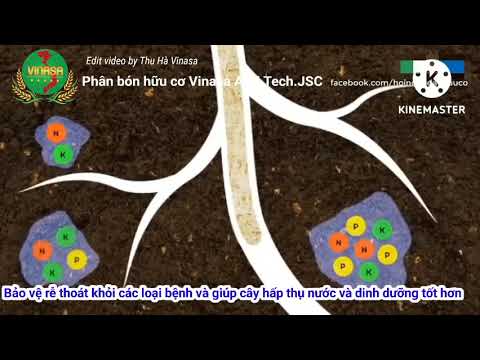 Video: Vi sinh trong đất Làm gì: Thực vật có thể hưởng lợi từ vi sinh trong đất