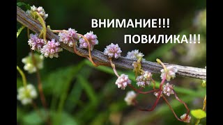 Внимание!!! Повилика!!! Ужасный сорняк-паразит!!!