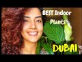 5 Best Indoor Plants  (DUBAI) | Plant Care Tips | Budget friendly indoor plants for GCC/ Middle East