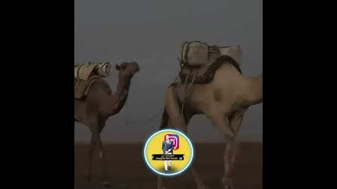 ايات القرآن الكريم تلاوة خاشعة القرآن الكريم- مقاطع انستغرام دينية