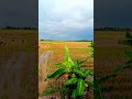 Menikmati pemandangan sawah yang luas #shorts #viral #trending