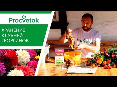 Как сохранить георгины зимой. УНИКАЛЬНЫЙ способ Ивана Русских.