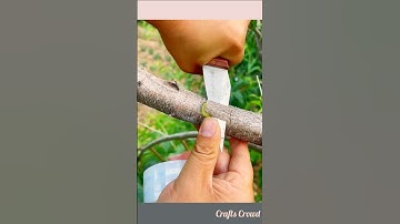 Fruit tree grafting process-Good Tools and machinery Boost Work Efficiency #shortvideo #trending