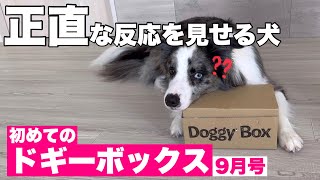 初めてのドギーボックスに飼い主・愛犬共に大興奮してしまった。【ドギーボックス9月号】 by サスケん家 1,351 views 8 months ago 7 minutes, 6 seconds