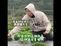 Dr Ginger薑博士 探訪超青汁的契作農場 碧蘿村 感覺來自土地的純粹能量 Dr Ginger薑博士 探訪超青汁的契作農場 碧蘿村 感覺來自土地的純粹能量