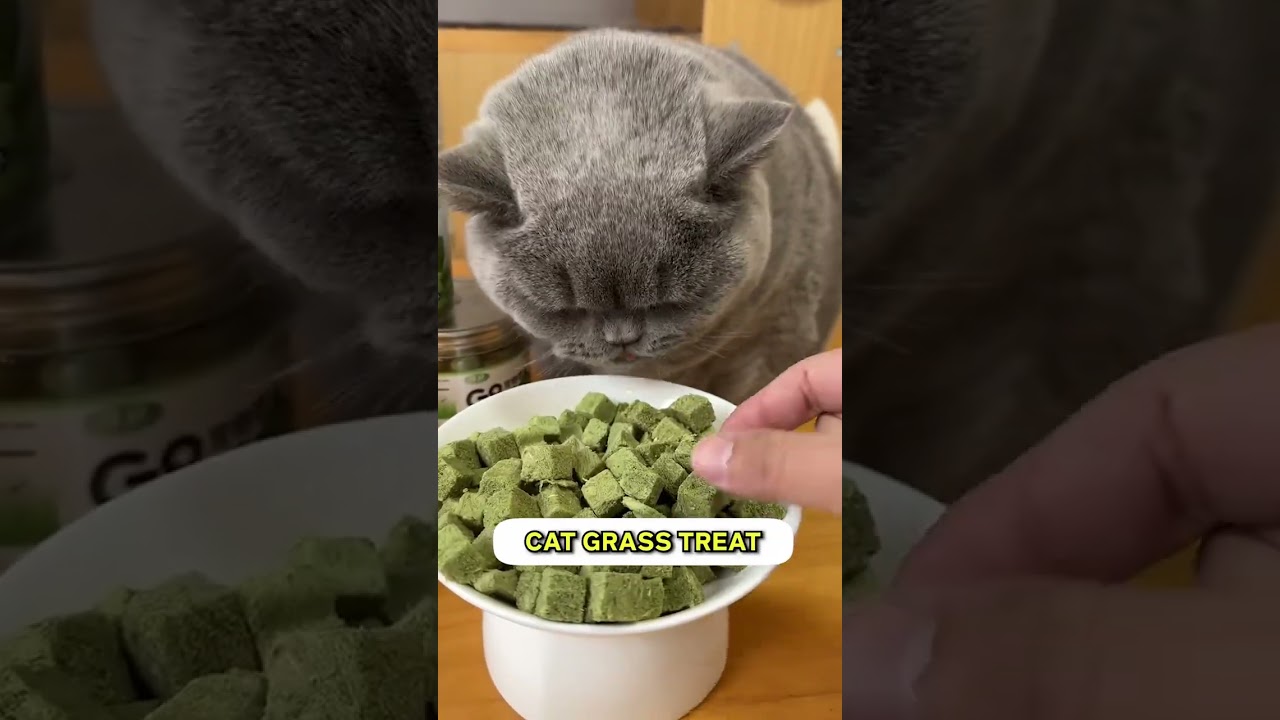 Get this 🌿 Cat Grass Treat 🌿 to encourage your cats while teaching them tricks!