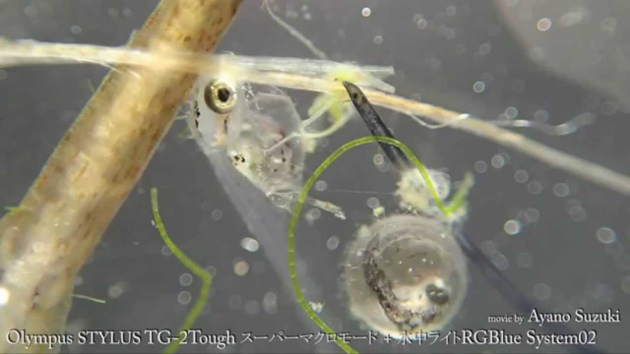 メダカの卵 孵化の瞬間 オリンパスstylus Tough Tg2 水中動画 Youtube