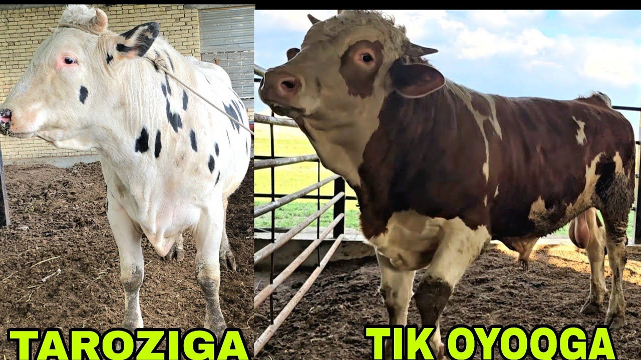 Dehqonlardan uruglikbop 2 buqa sotiladi taroziga va tik oyoqga 26 февраля 2026 г.