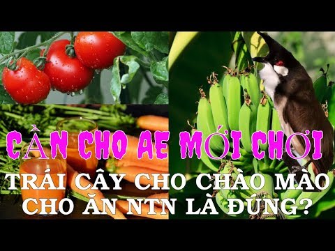 Video Trái cây cho chào mào căng lửa và thay lông hiệu quả - youtube