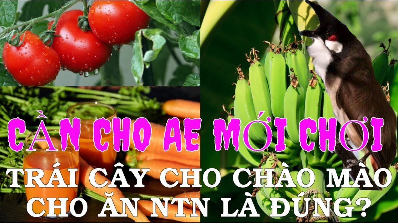 Trái cây cho chào mào căng lửa và thay lông hiệu quả