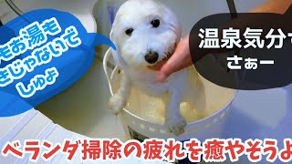 【犬のシャワー】【犬の入浴】ベランダ掃除後にシャワーで疲れを癒すダップー犬のラク