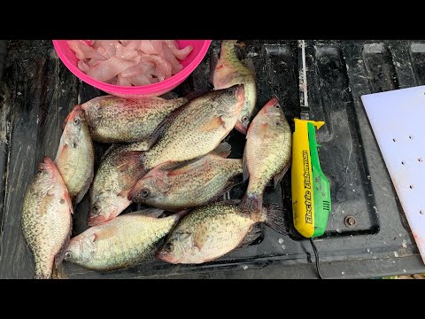 Come pulire veloce e facile crappie