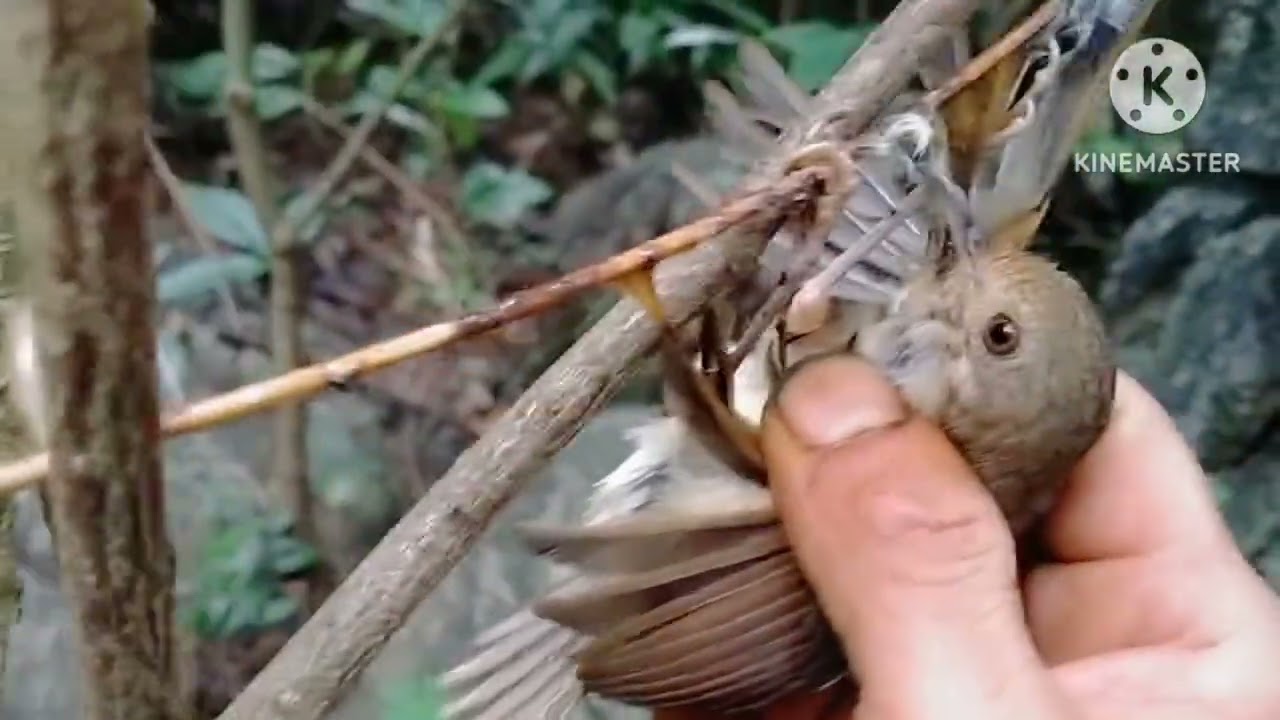 Yos hav zoov 2025 của noog haus đej29/7 2025