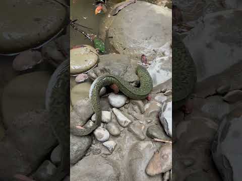 放生野生鱸鰻小朋友