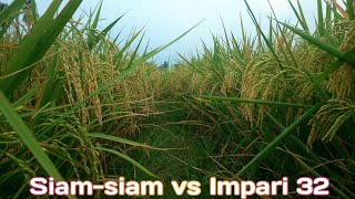 Padi Siam-siam vs Impari 32