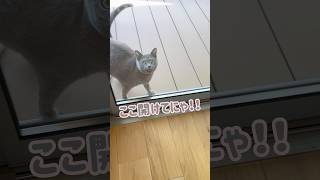猫扉､使わない😱 #保護猫 #ロシアンブルー #cat #1歳 #baby