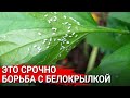 Как бороться с белокрылкой