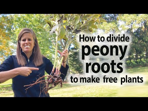 How to Divide Peony Roots to Make Free Plants