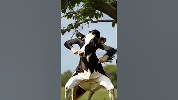 sapi joget lucu momocow #ceritaanak #cowvideos #sapi #sapilucu #sapimoo