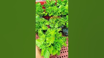 cây giống cải Kale xanh, 20 k / 10 cây, giáo hàng toàn quốc
